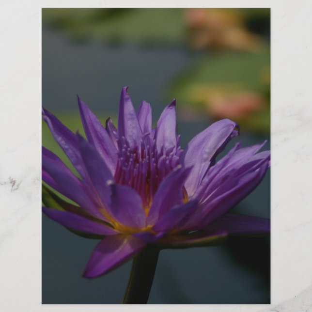 Purple Waterlily (Frente)
