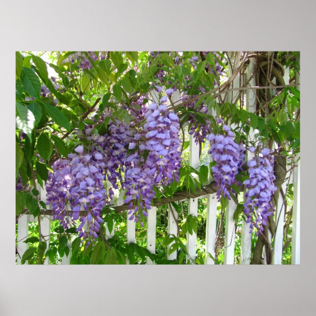 Purple Wisteria ~ impressão (Frente)