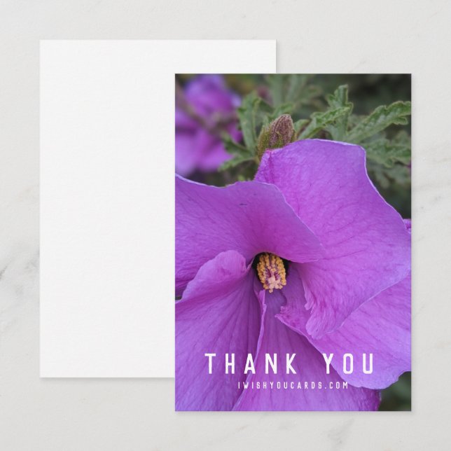 Púrpura Flor de Hibisco (Frente/Verso)