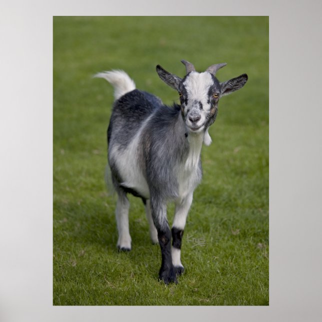Pygmy Goat Impressão (Frente)