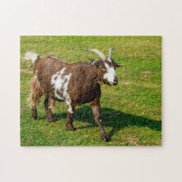 Pygmy Goat Jigsee quebra-cabeça