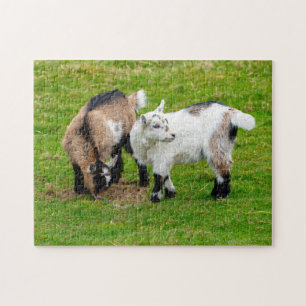 Pygmy Goat Kids quebra-cabeça