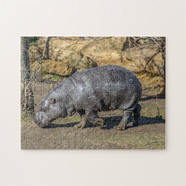 Pygmy hippo quebra-cabeça (Horizontal)