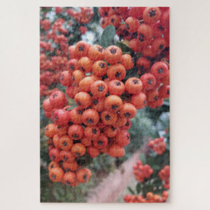 Pyracantha coccinea - Quebra-cabeça dos Cornos de