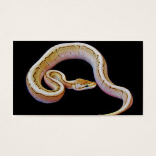 Python de Ball Colorido Claro