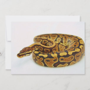 Python de bola amarela e preta