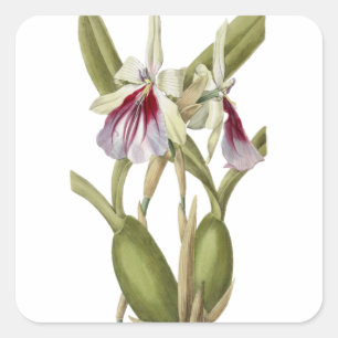 Quadrado Adesivo botânico de orquídea Miltonia Spectabili