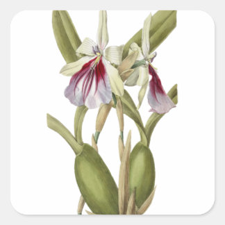 Quadrado Adesivo botânico de orquídea Miltonia Spectabilis