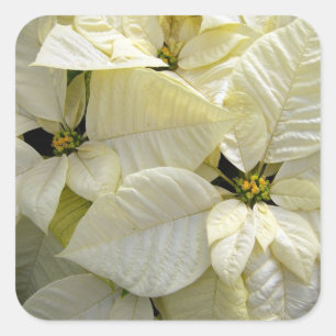 Quadrado Adesivo branco de poinsettia grande quadrada