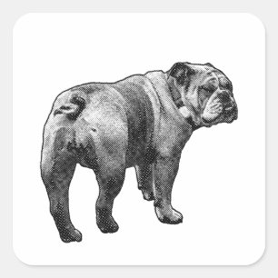 Quadrado Adesivo Bulldog, Olhar Amigável