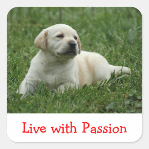 Quadrado Adesivo Cachorrinho Labrador Retriever Viva Com Pa