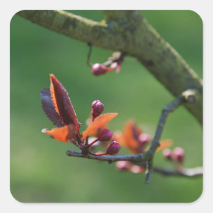 Quadrado Adesivo da Primavera