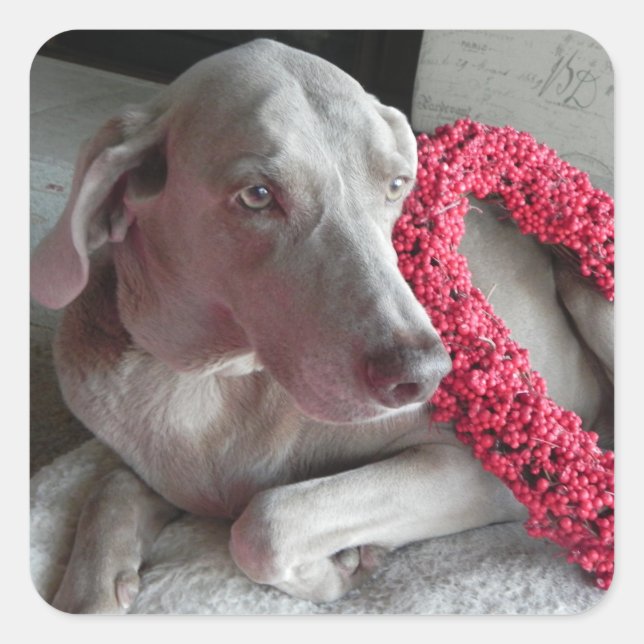 Quadrado Adesivo de Amor de Chuva - Cachorro Weimaraner (Frente)