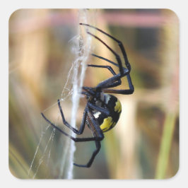 Quadrado Adesivo de aranha do jardim de argiope preto e ama