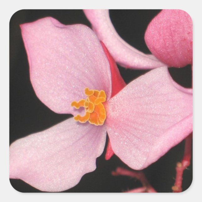 Quadrado Adesivo de Begonia Rosa (Frente)