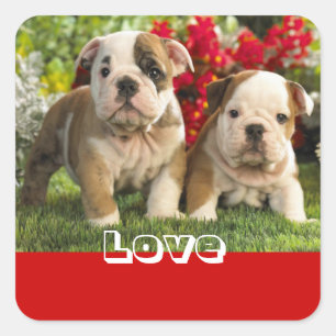 Quadrado Adesivo de Boas-Vindas ao Cachorrinho Bulldog Ingl