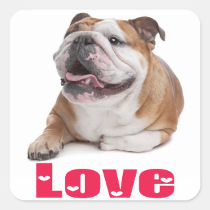 Quadrado Adesivo de Boas-Vindas de Cachorrinho Bulldog Ingl