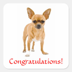 Quadrado Adesivo de Cachorrinho Chihuahua de Parabéns