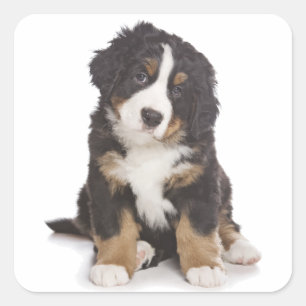 Quadrado Adesivo de Cachorro de Montanha Bernesa / Selo