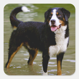 Quadrado Adesivo de Cachorro de Montanha Bernesa / Selo