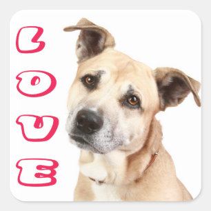 Quadrado Adesivo de Cão Amoroso American Staffordshire Terr