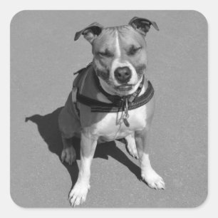 Quadrado Adesivo de Cão Amoroso American Staffordshire Terr