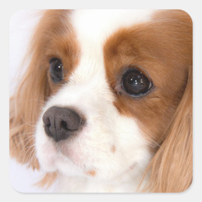 Quadrado Adesivo de Cavalier King Charles Spaniel Menina Do (Frente)