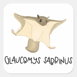 Quadrado Adesivo de esquilo voador