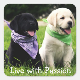 Quadrado Adesivo de Filhote de Labrador Retriever Viva Com