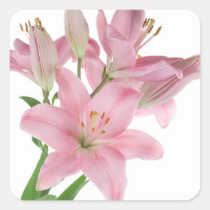 Quadrado Adesivo de Flor Rosa Flor/Selo