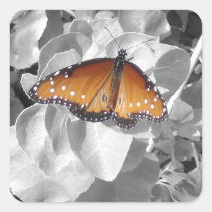 Quadrado Adesivo de Foto de Borboleta Monarca Laranja Natur
