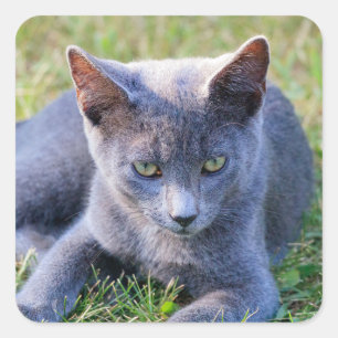 Quadrado Adesivo de Gato