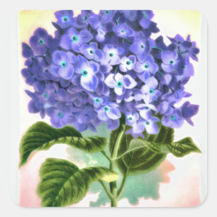 Quadrado Adesivo de Hydrangea azul