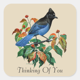Quadrado Adesivo de pássaro vintage Steller Jay Pensando em