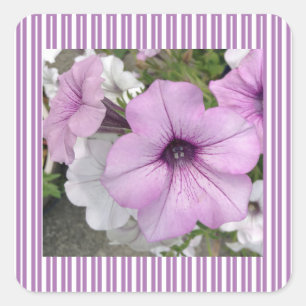 Quadrado Adesivo de Petunia