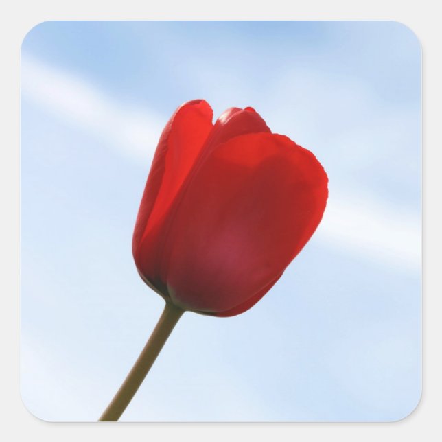 Quadrado Adesivo de Tulip Vermelho (Frente)