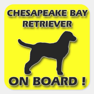 Quadrado Adesivo do Chesapeake Bay Retriever