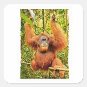 Quadrado Adesivo do Majestoso Guardião do Orangutan da Flor