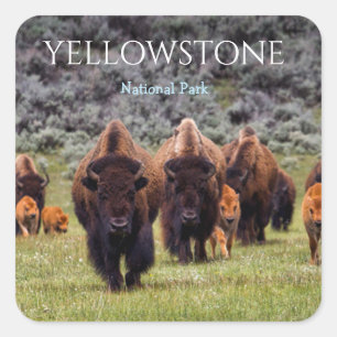 Quadrado Adesivo do Parque Nacional Yellowstone Bison Búfal
