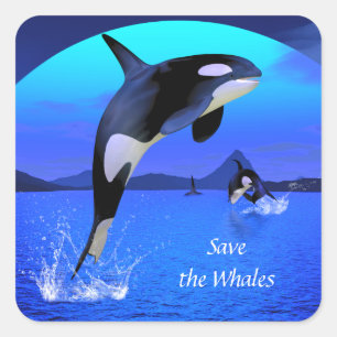 Quadrado Adesivo Orca
