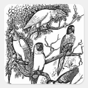 Quadrado Adesivo vintage de pássaros tropicais preto e bran