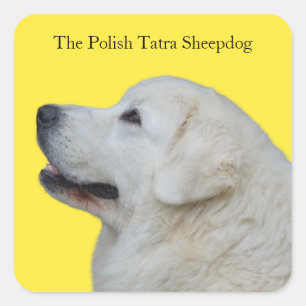 Quadrado Belo adesivo polonês Tatra Sheepdog