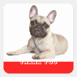 Quadrado Cachorrinho Bulldog Francês Obrigado Adesivo