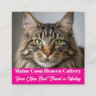 Quadrado Cartão de visita de Captura de Maine Coon Fotográf
