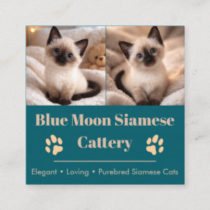 Quadrado Cartão de Visita Personalizável de Cattery Siamês