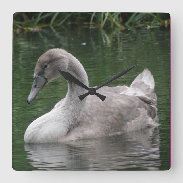 Quadrado Cisne Gracioso no Relógio de Água (Frente)