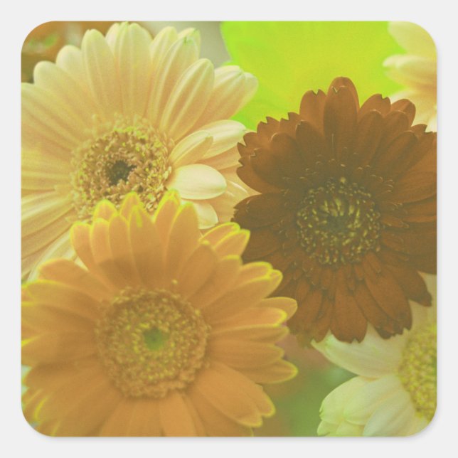 Quadrado Decalais do adesivo das flores amarelas Gerbera Da (Frente)