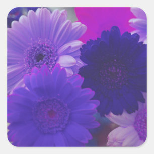 Quadrado Decretos do Adesivo de Artes de Gerbera Daisy
