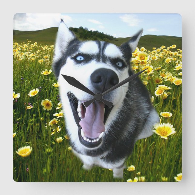 Quadrado Diversão do Husky Siberiano no Relógio de Flores S (Frente)