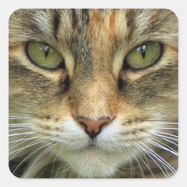 Quadrado Gato Listrado com Olhos Verdes Adesivo de Retrato (Frente)